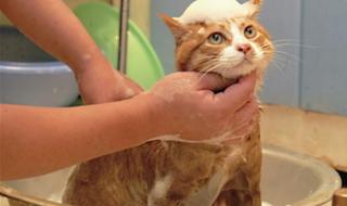 猫咪多久洗一次澡合适为何不能经常猫咪洗澡